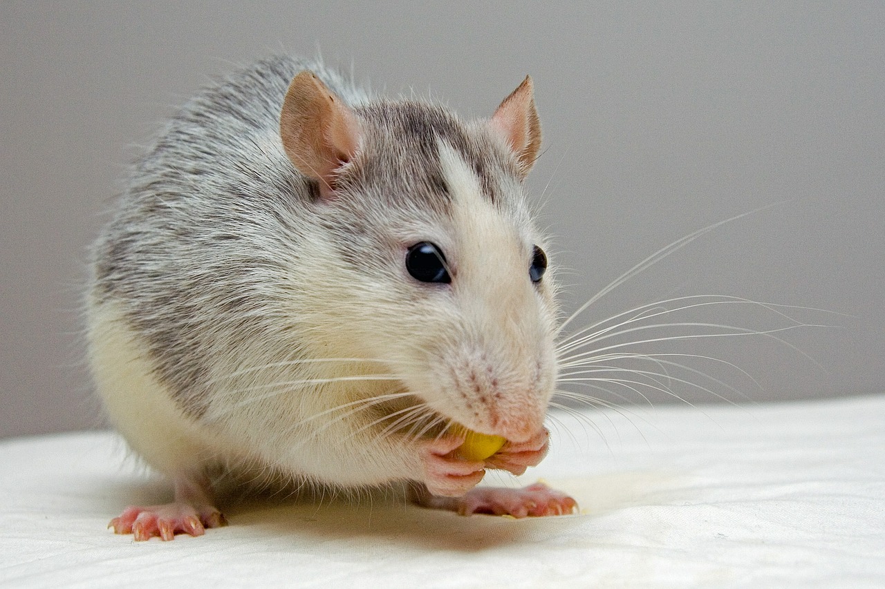 Facts about Rats,rodents