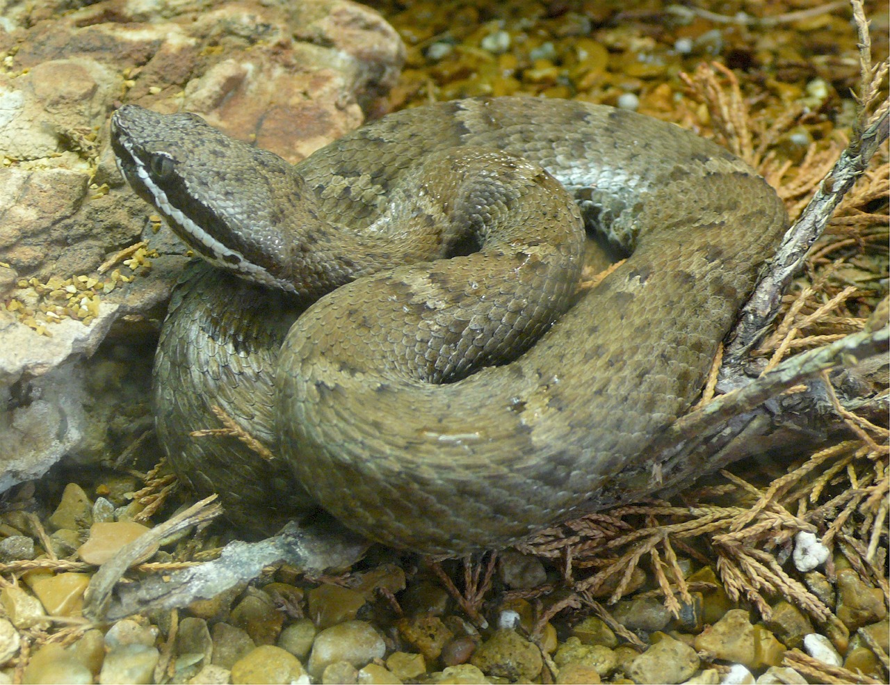 Rattlesnake sound,reptiles and amphibians