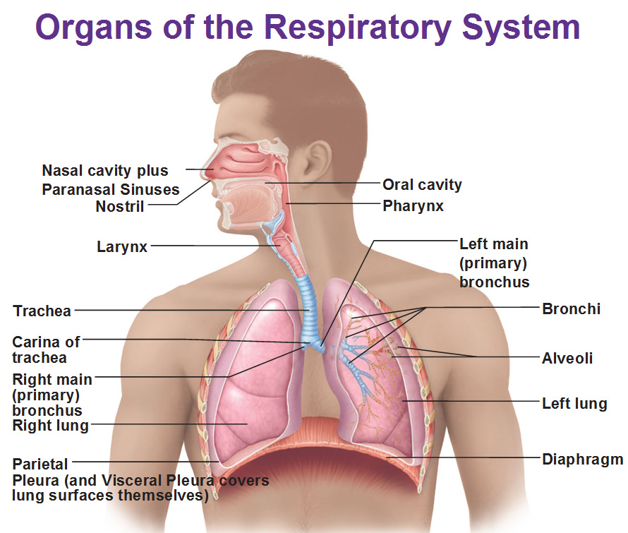 Respiratory system