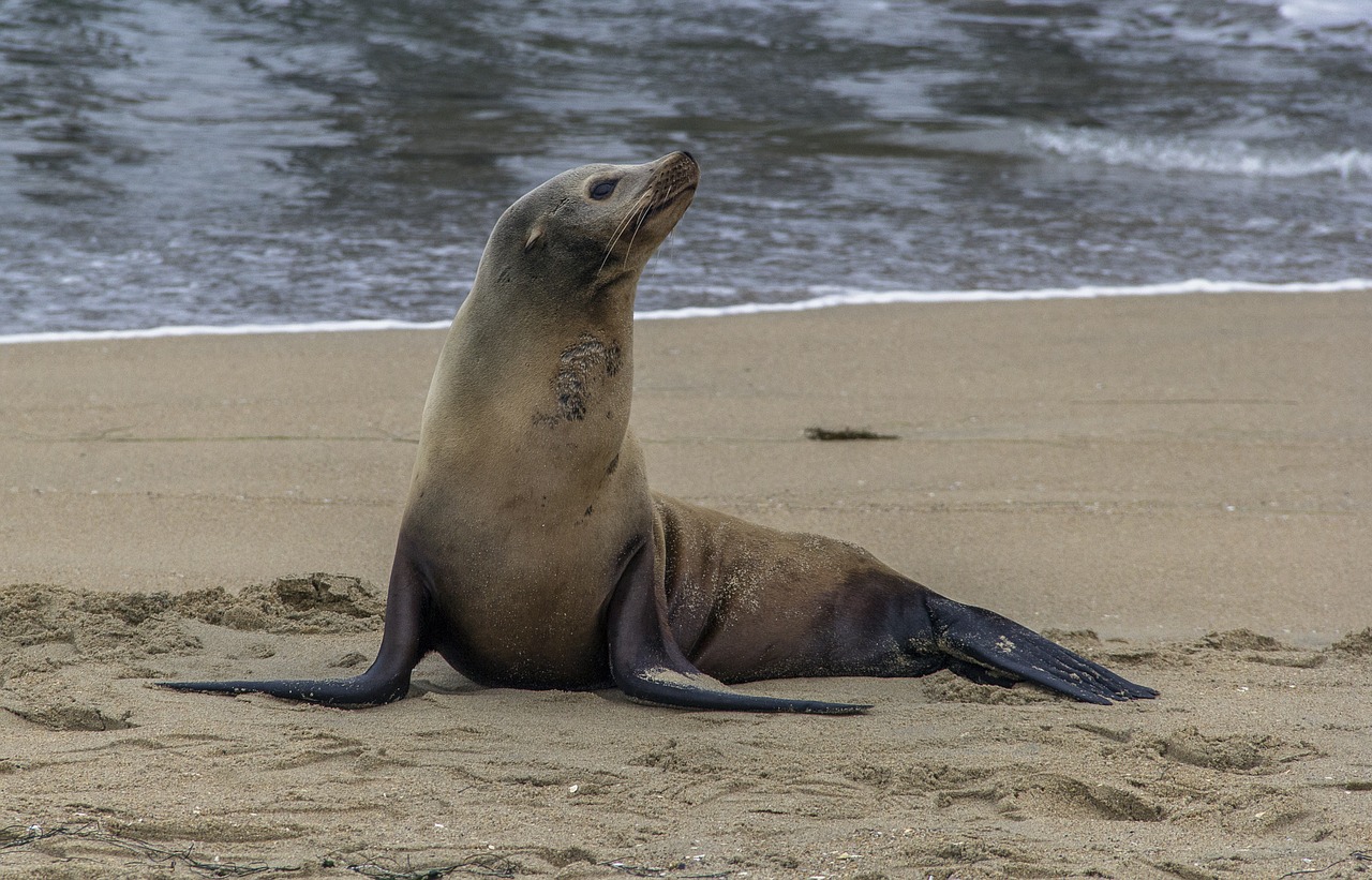 Species of Seals,water mammals