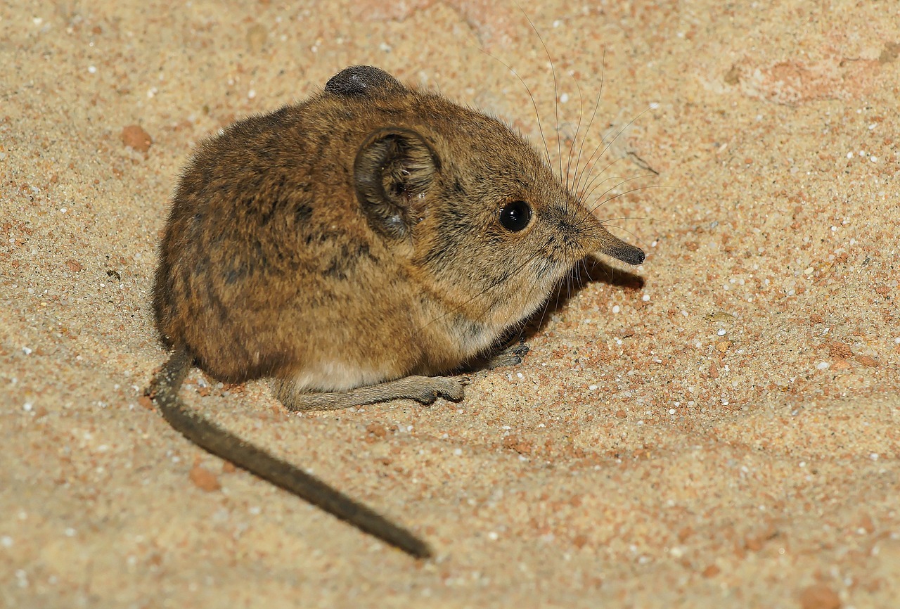 Shrews, pygmy shrew, insect eaters