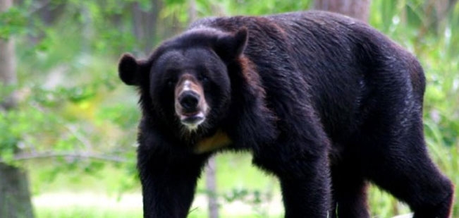 Sloth Bear,Bear family