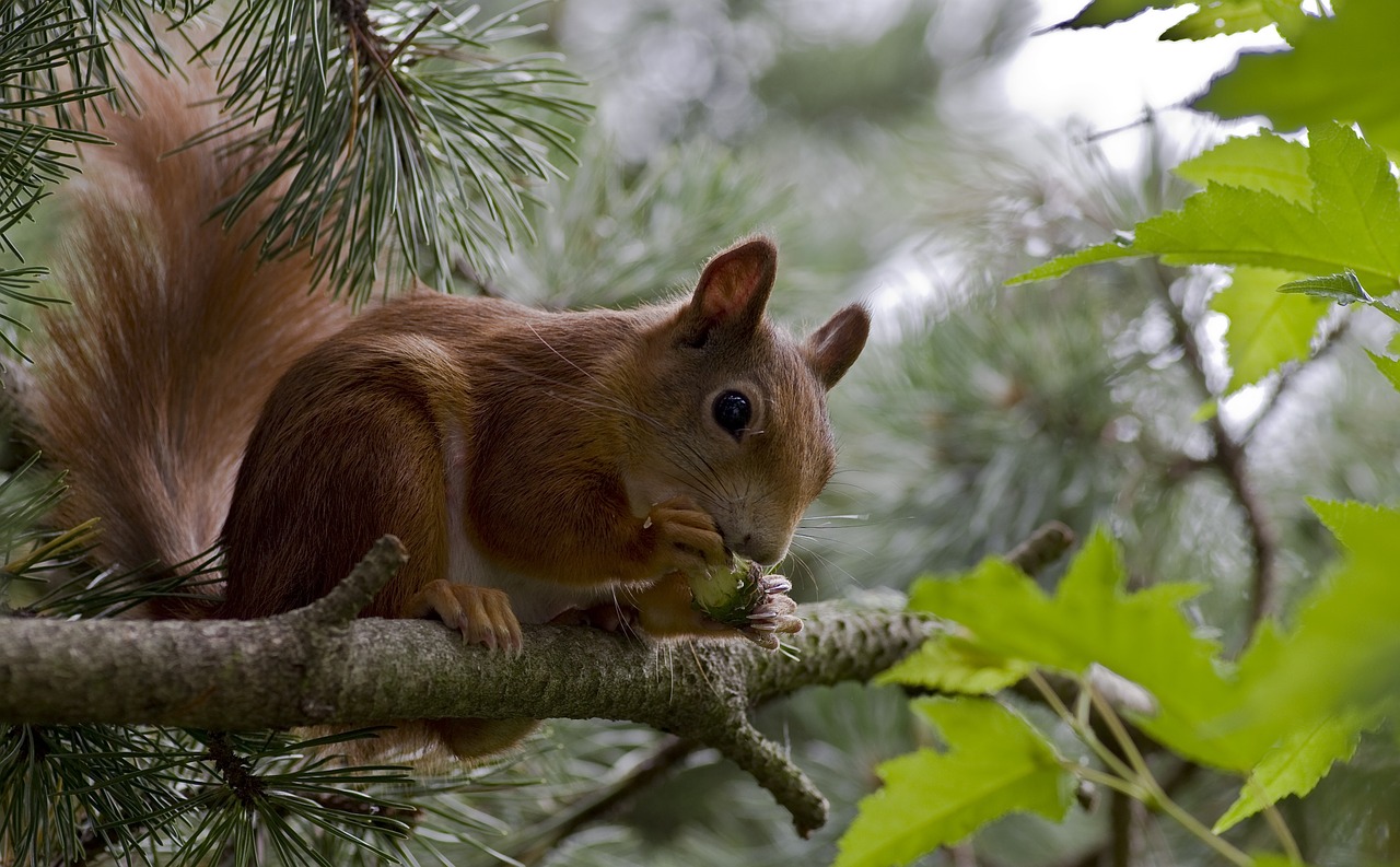 Red Squirrels,rodents