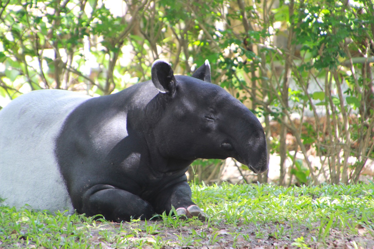 Tapirs,hoofed mammals, tapir baby