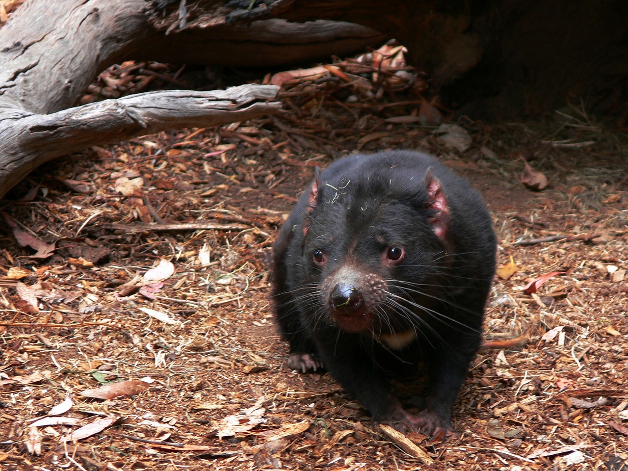 Tasmanian devil,baby tasmania devil, Marsupial rodents
