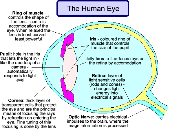 The Human Eye and Its Function