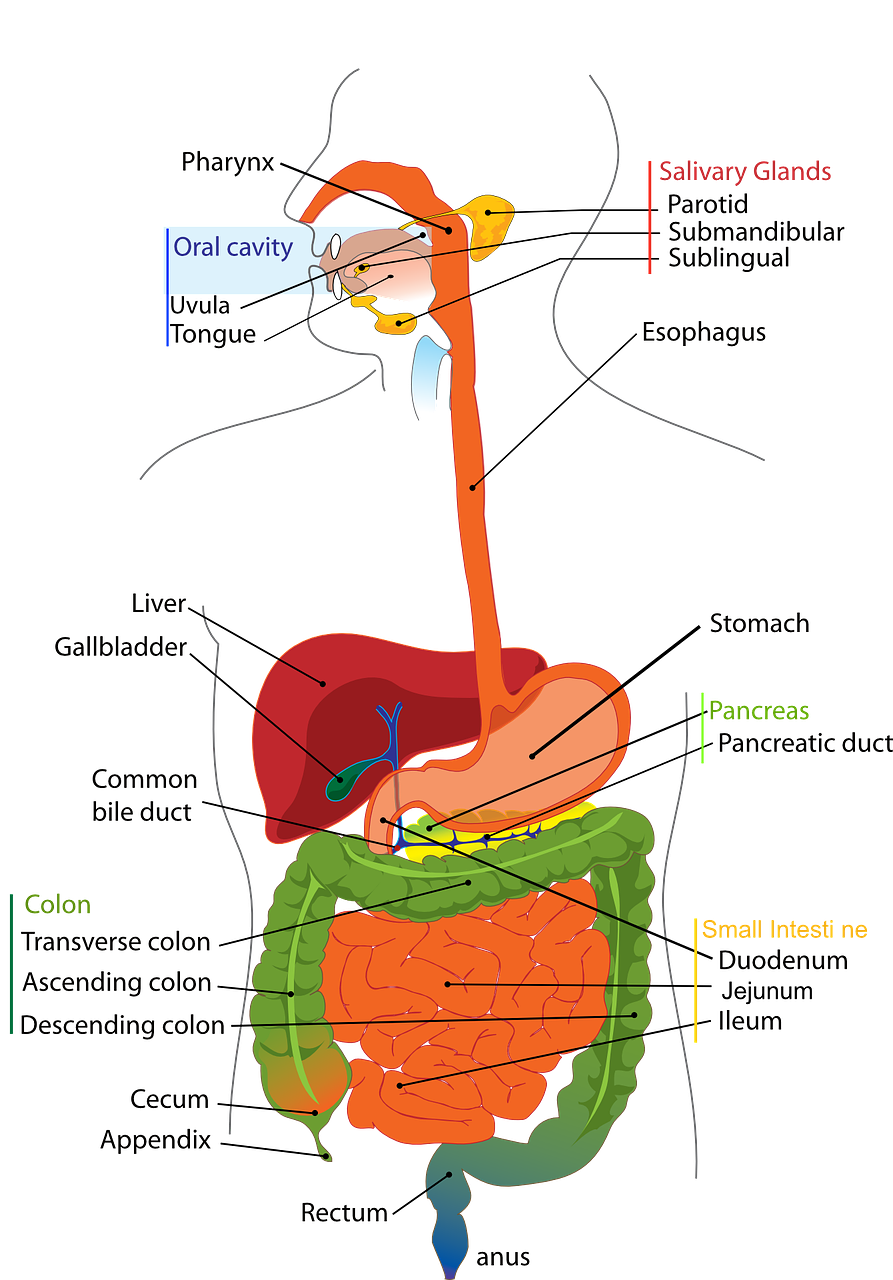 The digestive system