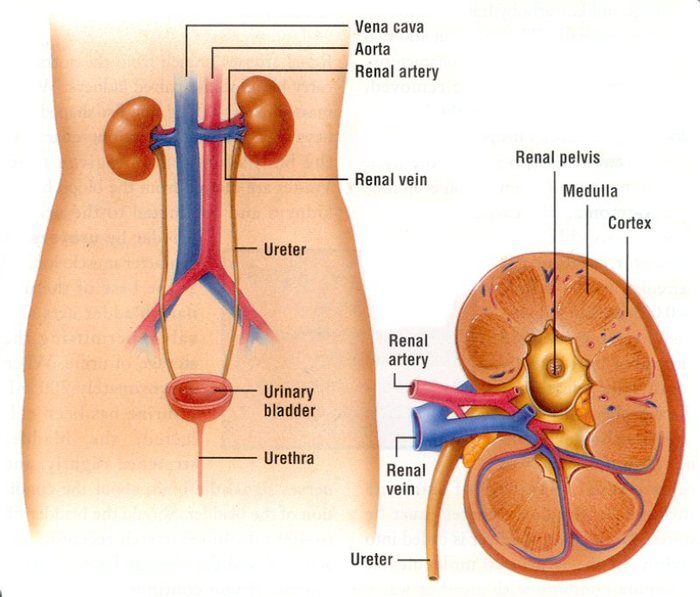 The excretory system