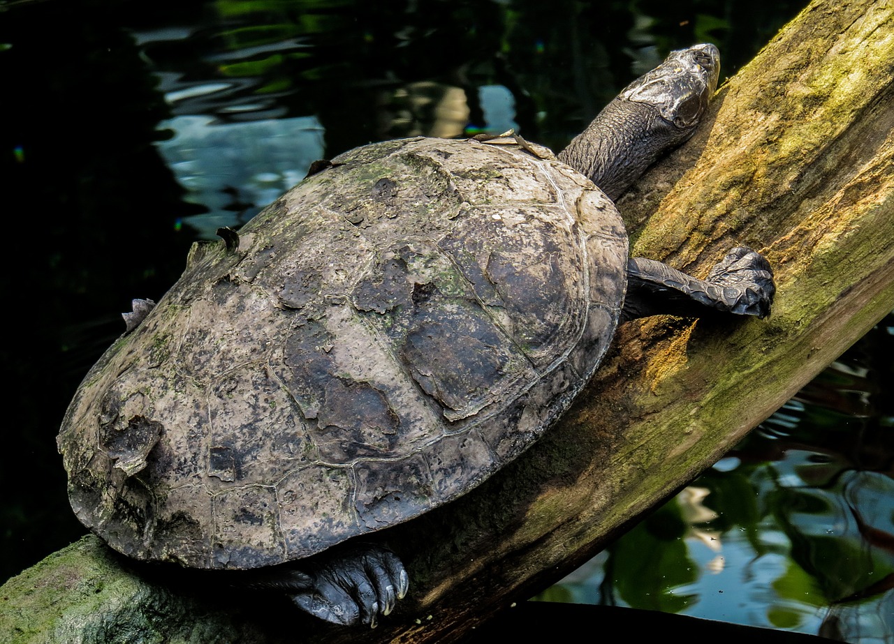 Tortoise,Desert tortoise, Reptiles and amphibians