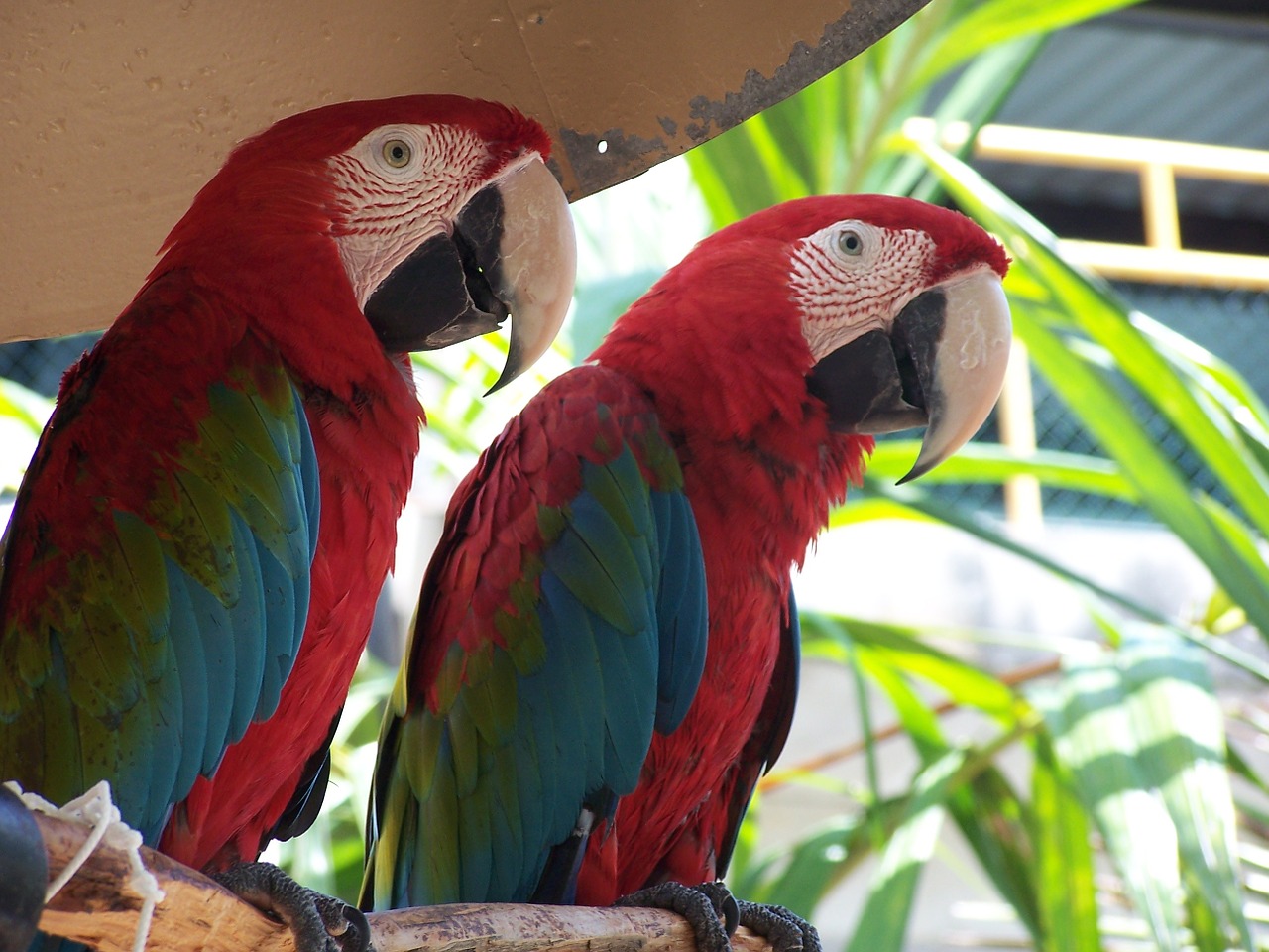 Tropical and Exotic Birds
