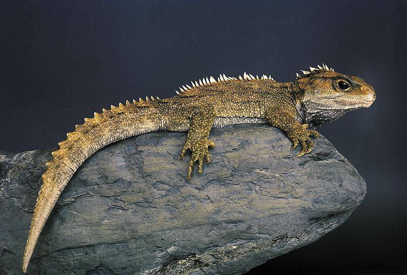Tuatara lizards,Reptiles and amphibians