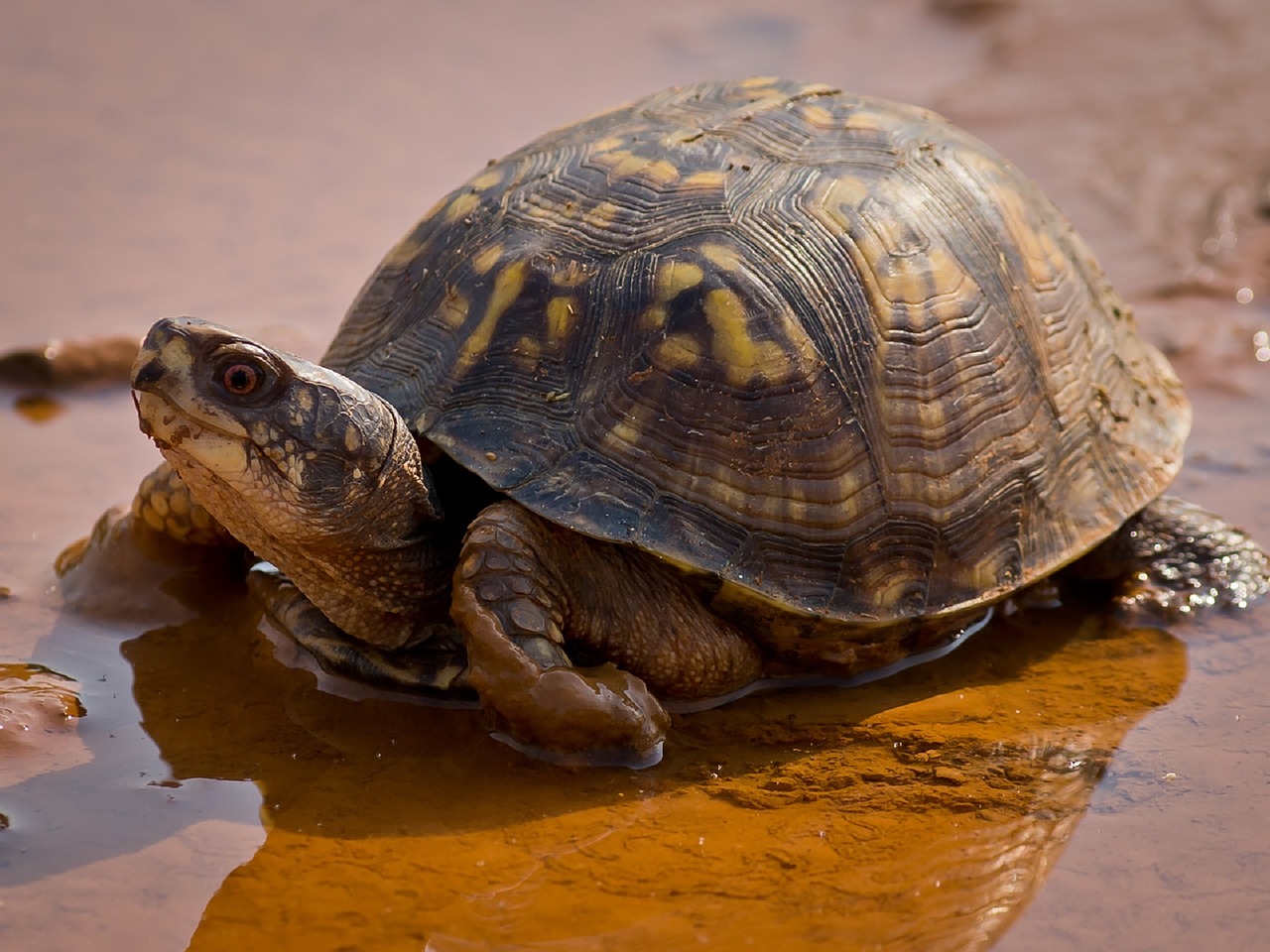 Baby Turtles, reptile and amphibians