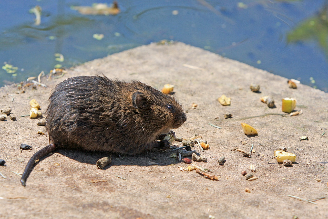 What is a Vole, rodents