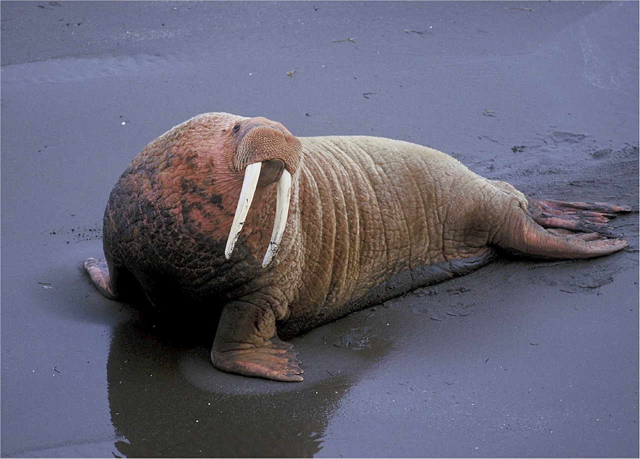 Walrus sounds, water mammals facts for kids