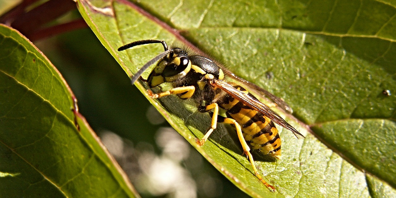 Wasps are flying insects, Social or Solitary, Predatory and Parasitic
