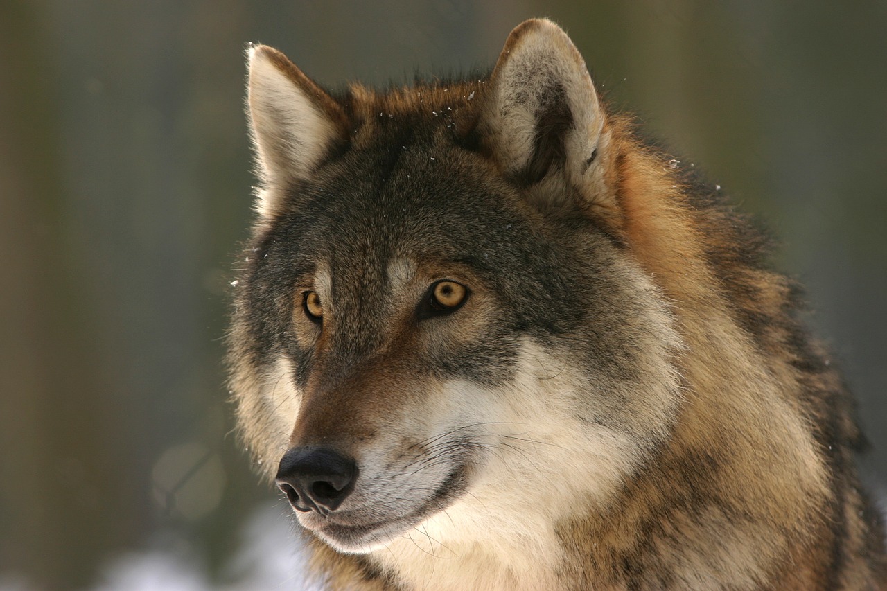 Wolves, where do wolves live, dogs family