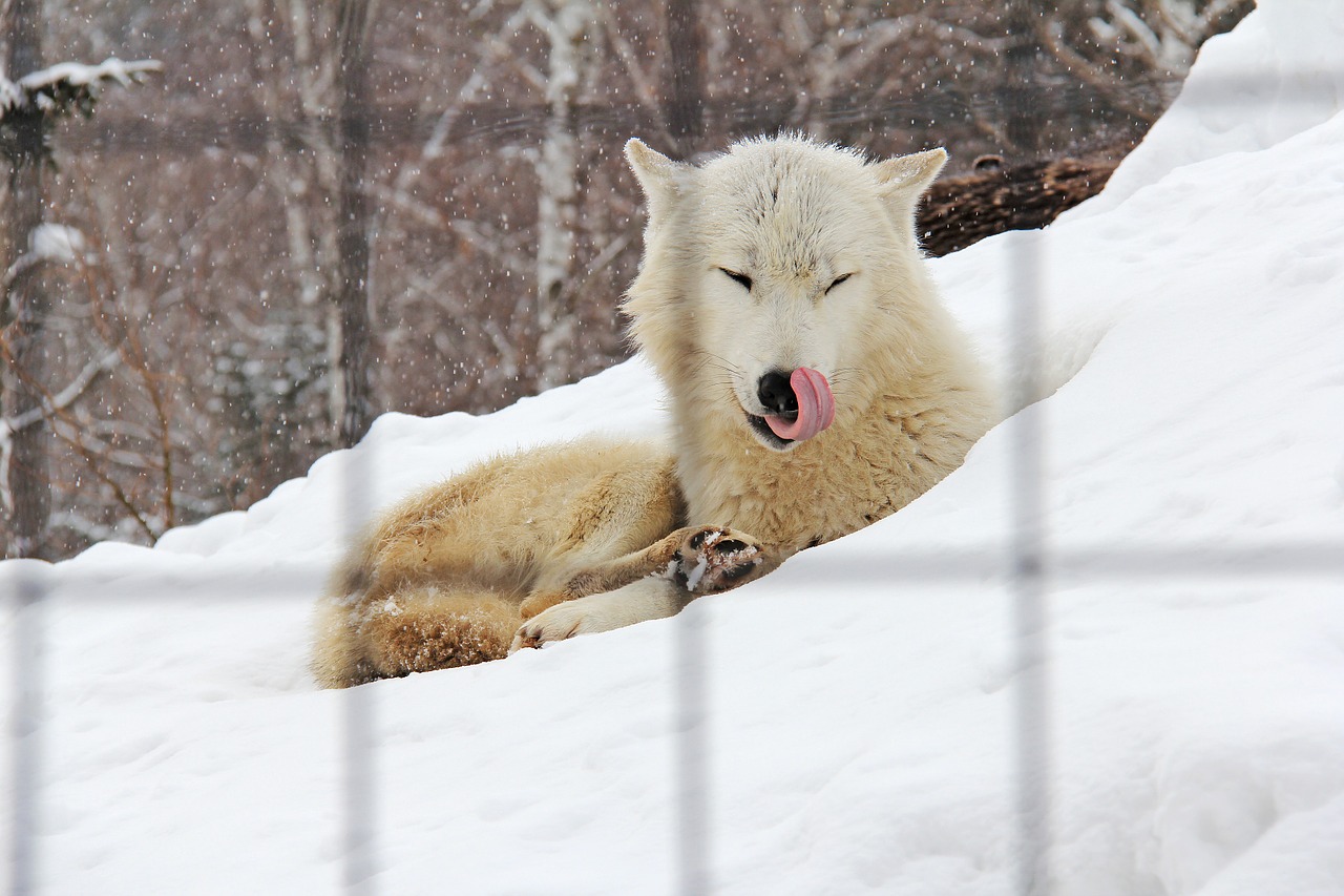 What do foxes eat, Guide and Service dogs