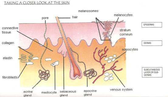 The Skin and Its Functions