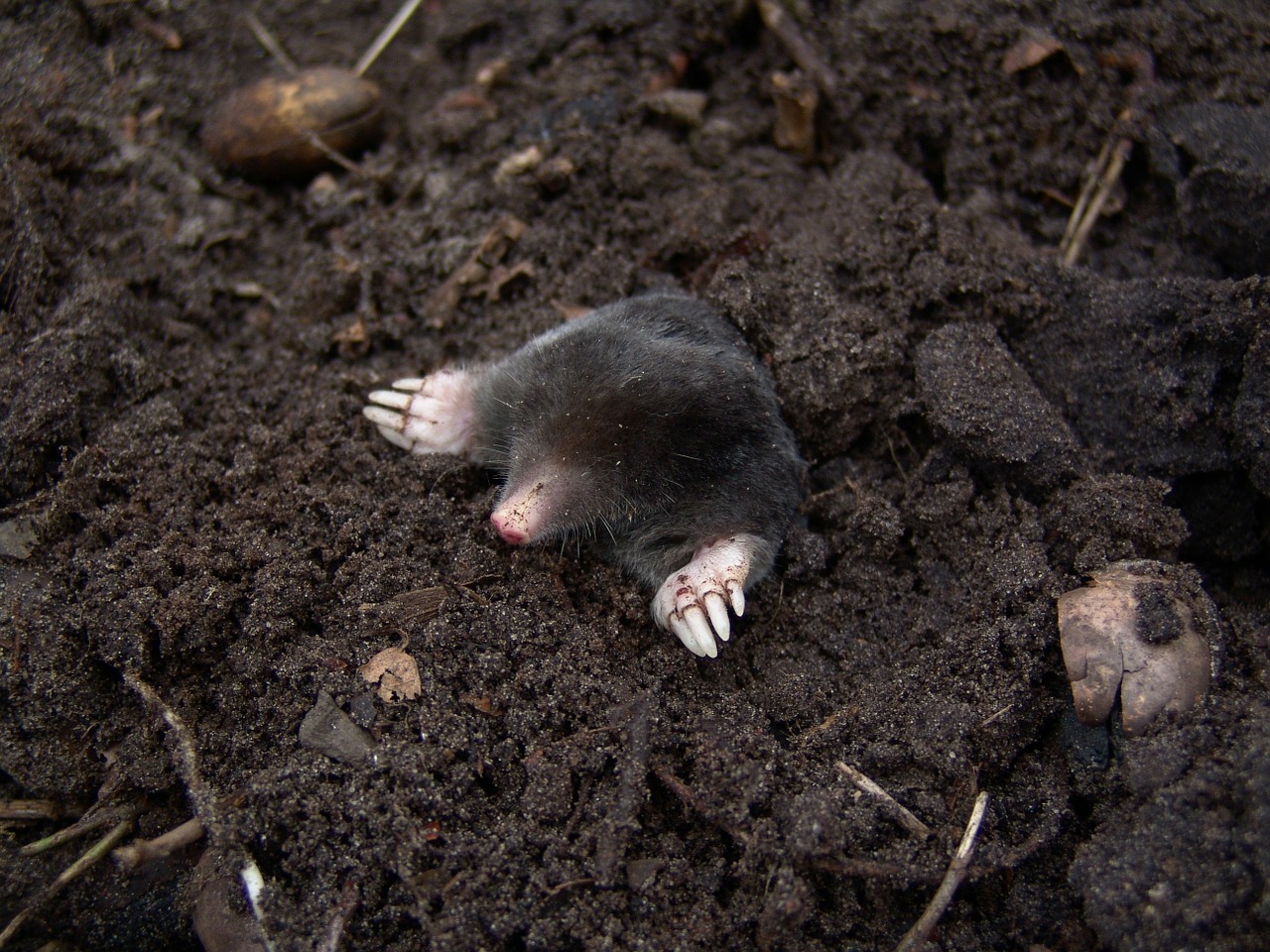 Moles,moles hole