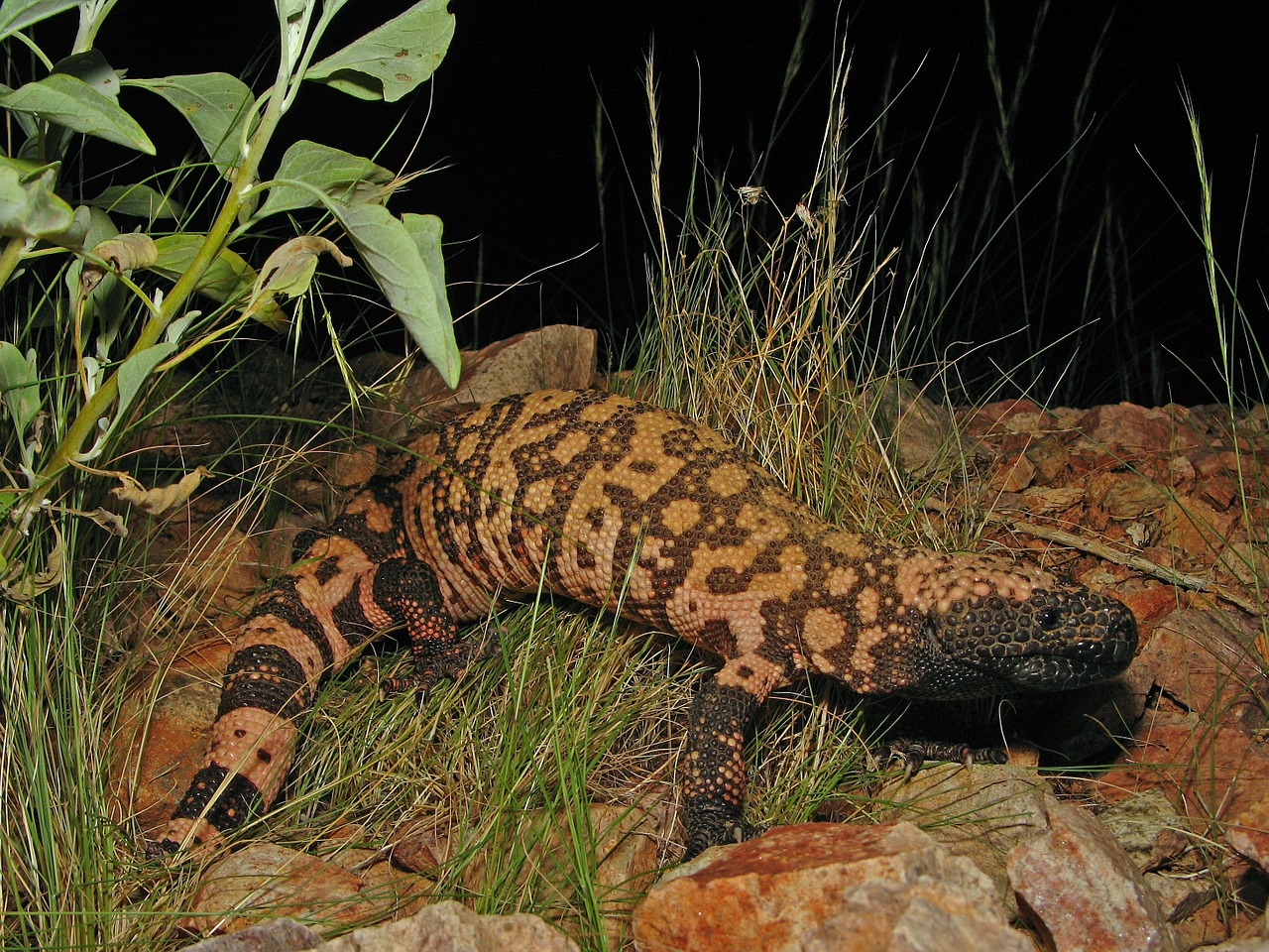 Gila monster facts,reptiles and amphibians, Gila Monster