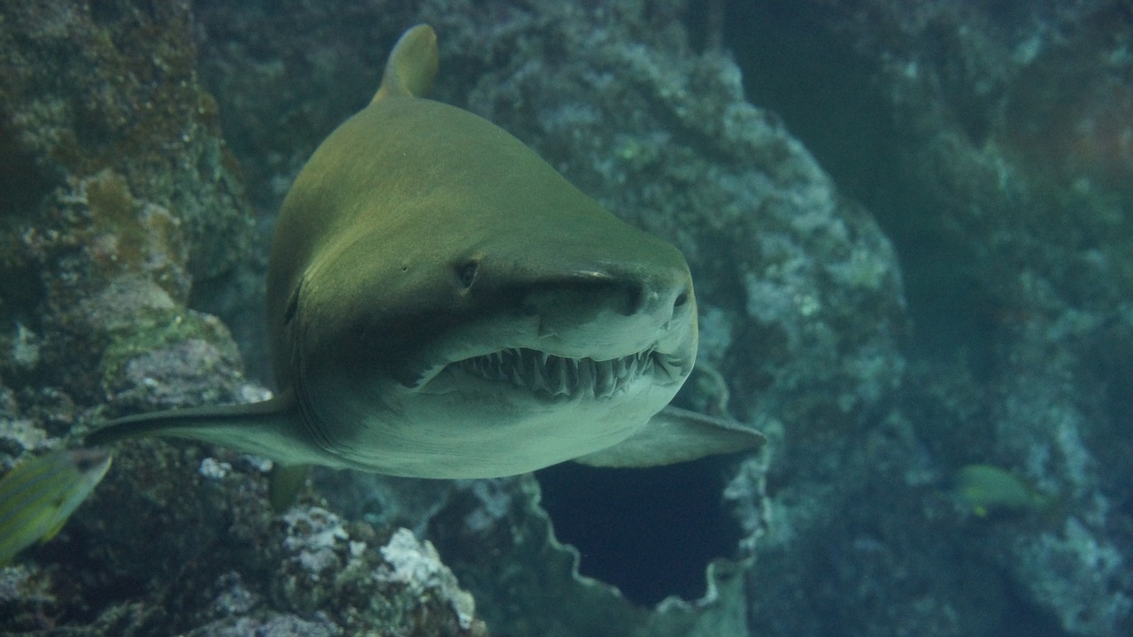 Shark,under sea animals