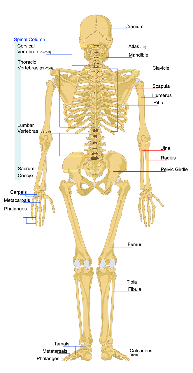 Human Bones and the Skeleton